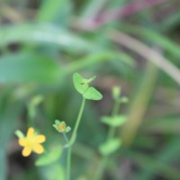 Hypericum japonicum Thunb.